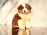 Australian shepherd AUSİE Yavrular