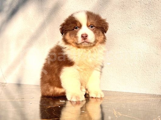 Australian Shepherd Ausi̇e Yavrular