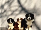 Australian Shepherd Ausi̇e Yavrular