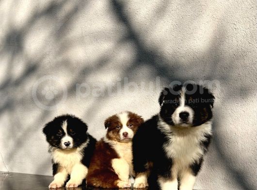 Australian Shepherd Ausi̇e Yavrular görsel