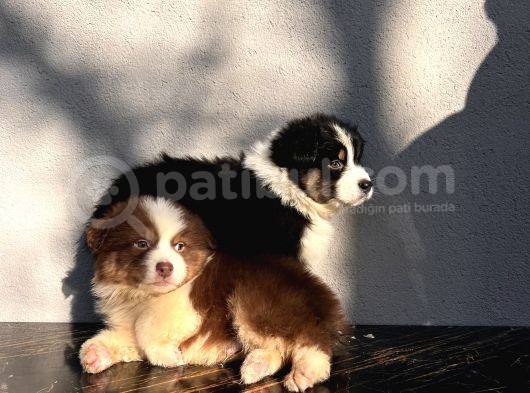 Australian Shepherd Ausi̇e Yavrular görsel