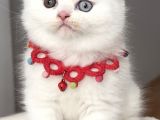 Ayı Surat Muazzam Odd Eyes Erkek Bebemiz