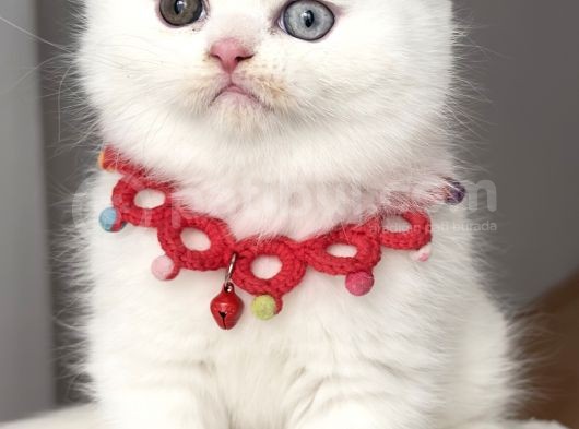 Ayı Surat Muazzam Odd Eyes Erkek Bebemiz görsel