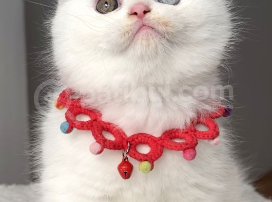 Ayı Surat Muazzam Odd Eyes Erkek Bebemiz görsel