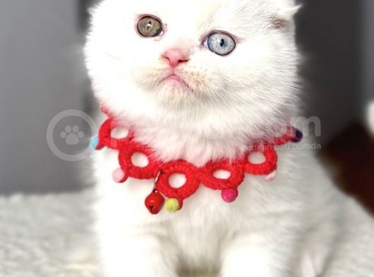 Ayı Surat Muazzam Odd Eyes Erkek Bebemiz görsel