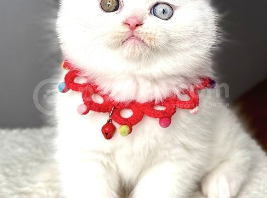 Ayı Surat Muazzam Odd Eyes Erkek Bebemiz
