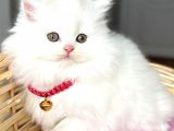 Dişi Pofuduk Kartopu Güzeller Güzeli Bebemiz