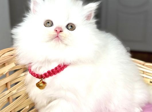 Dişi Pofuduk Kartopu Güzeller Güzeli Bebemiz görsel