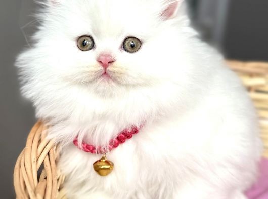 Dişi Pofuduk Kartopu Güzeller Güzeli Bebemiz