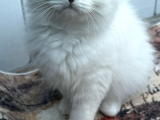 Maviş Oğluş