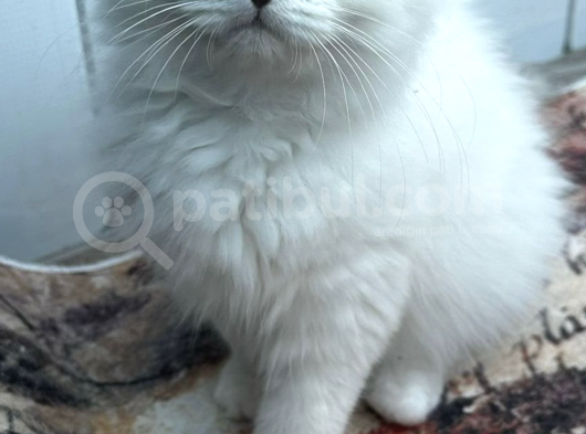 Maviş Oğluş görsel