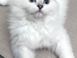 Maviş Oğluş