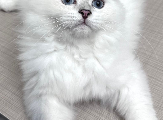 Maviş Oğluş görsel
