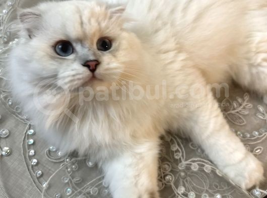 Maviş Oğluş görsel