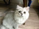 Obur Minik