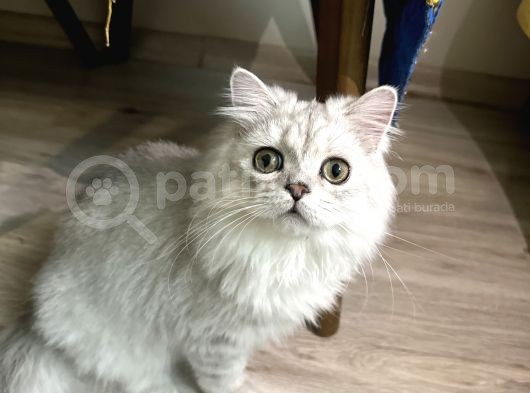 Obur Minik görsel