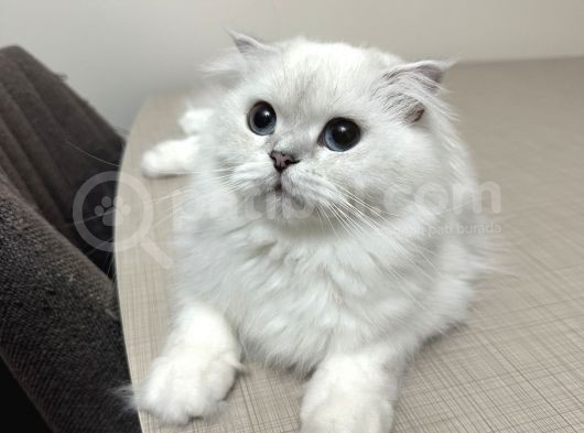 Maviş Oğluş