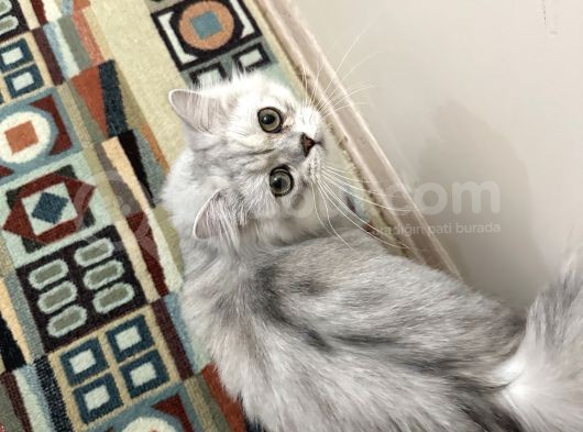 Obur Minik