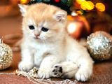 British Shorthair Golden Bebekler