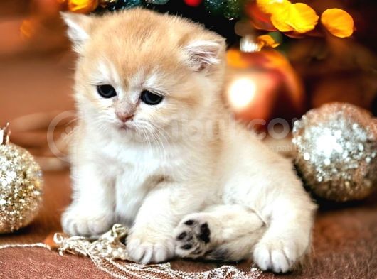 British Shorthair Golden Bebekler görsel