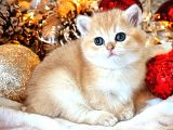 British shorthair golden bebekler