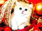 British Shorthair Golden Bebekler