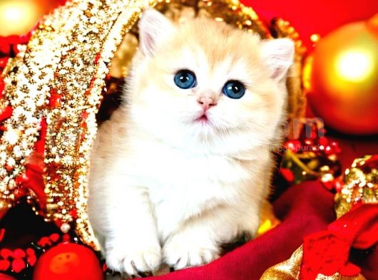 British Shorthair Golden Bebekler görsel