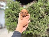 Toy Poodle Irkının En Küçük Bebekleri
