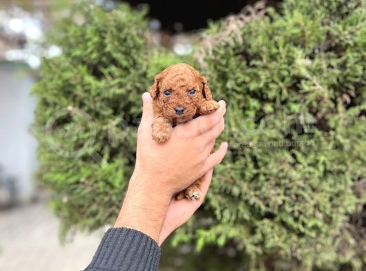 Toy Poodle Irkının En Küçük Bebekleri görsel