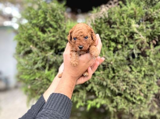 Toy Poodle Irkının En Küçük Bebekleri görsel