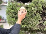Toy Poodle En Küçük Yavrular Ve Renk Seçenekleri