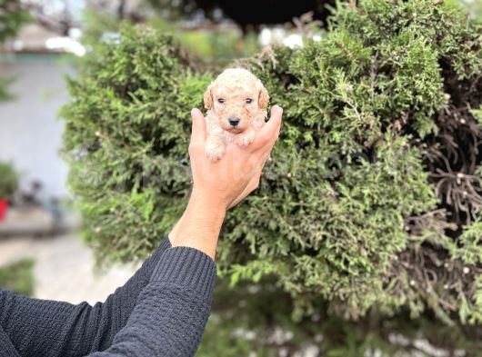 Toy Poodle En Küçük Yavrular Ve Renk Seçenekleri görsel