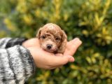 Toy poodle en küçük yavrular ve Renk seçenekleri