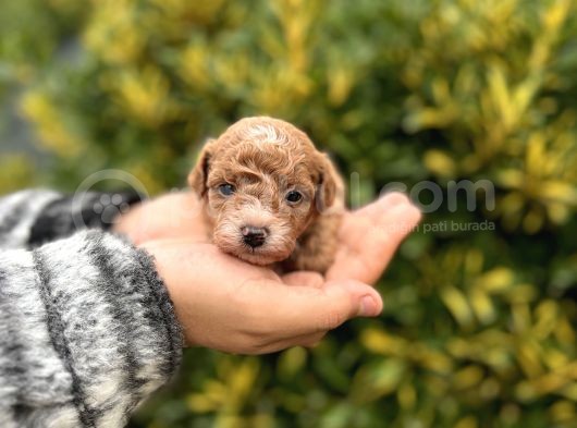 Toy Poodle En Küçük Yavrular Ve Renk Seçenekleri