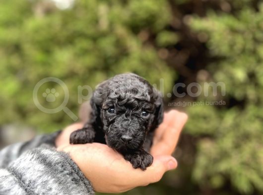 Toy Poodle En Küçük Yavrular Ve Renk Seçenekleri görsel