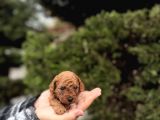 Toy poodle ırkının en küçük bebekleri