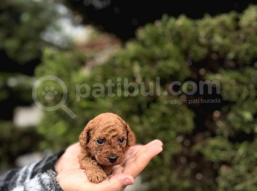 Toy Poodle Irkının En Küçük Bebekleri
