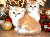 British Shorthair Golden Bebekler