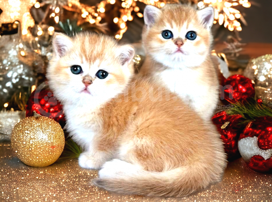 British Shorthair Golden Bebekler görsel