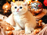British Shorthair Golden Bebekler