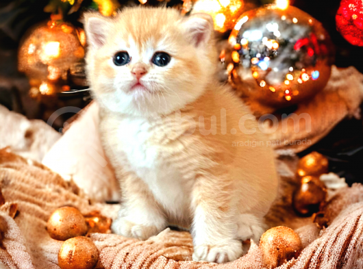 British Shorthair Golden Bebekler görsel