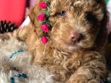 Boy Kg Garanti̇li̇ - Toy Poodle Bebekler - Aron Güvencesi̇ İle