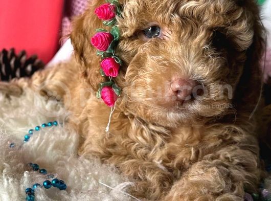 Boy Kg Garanti̇li̇ - Toy Poodle Bebekler - Aron Güvencesi̇ İle görsel