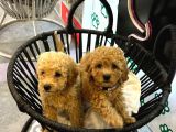 Boy Kg Garanti̇li̇ Kivir Kivir Poodle Bebekler