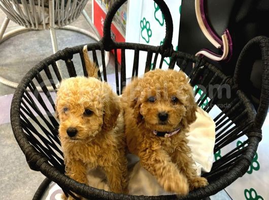 Boy Kg Garanti̇li̇ Kivir Kivir Poodle Bebekler görsel