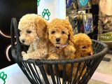 Boy Kg Garanti̇li̇ Kivir Kivir Poodle Bebekler