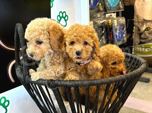 Toy Poodle Bebekler - Sağlik Irk Garanti̇li̇ - Aron Güvencesi̇ görsel