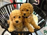 Boy Kg Garanti̇li̇ Kivir Kivir Poodle Bebekler