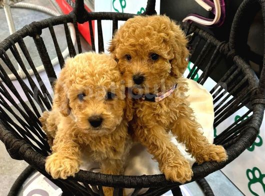 Toy Poodle Bebekler - Sağlik Irk Garanti̇li̇ - Aron Güvencesi̇