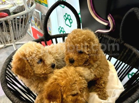 Boy Kg Garanti̇li̇ Kivir Kivir Poodle Bebekler